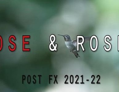 DOSE & ROSES