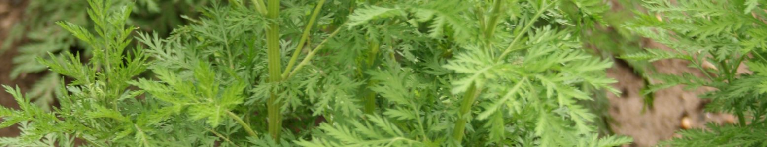 Documentaire sur le business du paludisme vs l’Artemisia annua