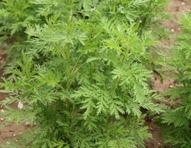 Documentaire sur le business du paludisme vs l’Artemisia annua