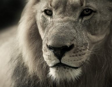 La vérité sur Nelson Mandela avec Stefan Molyneux
