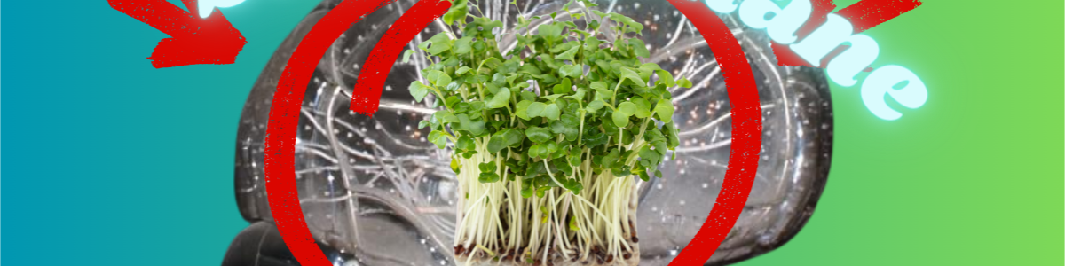 How to remove microplastics from the brain and body